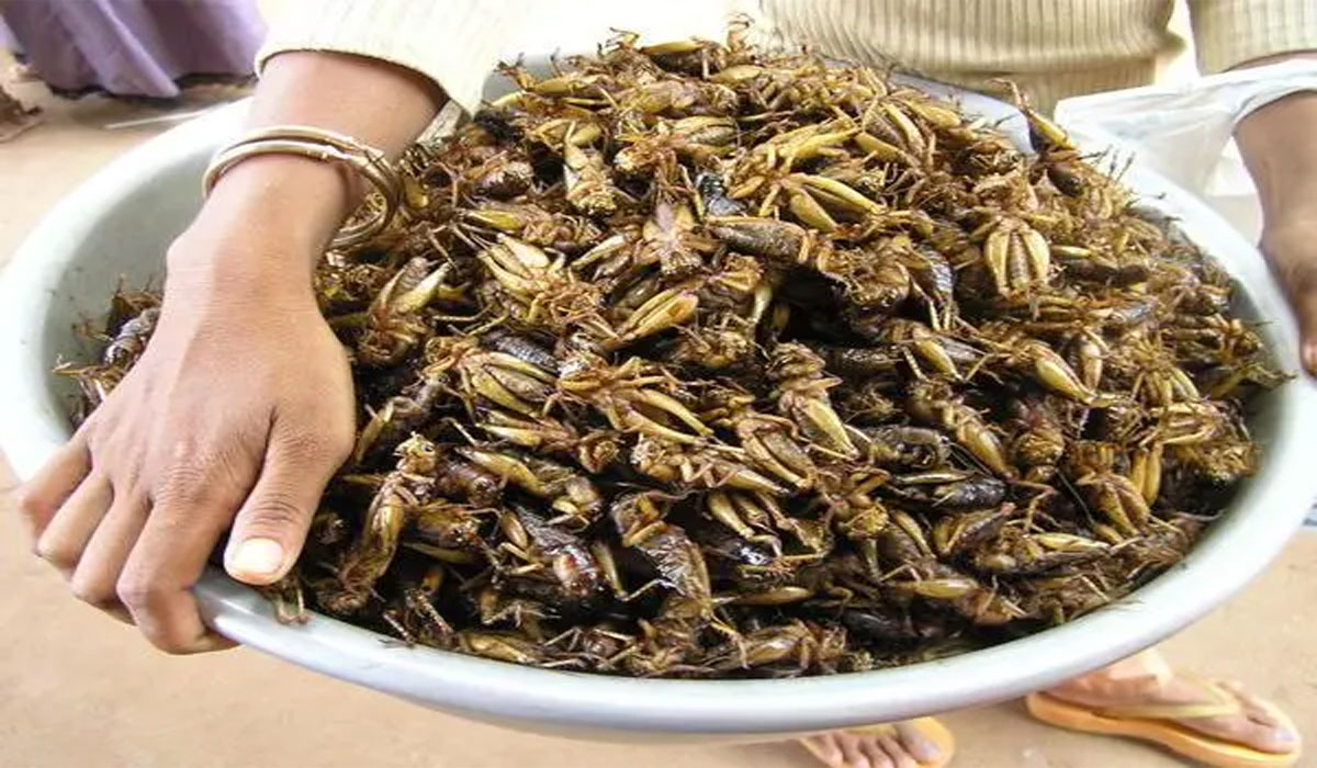 Wajib Coba! Trik Goreng Serangga Supaya Renyah dan Gurih Sekali