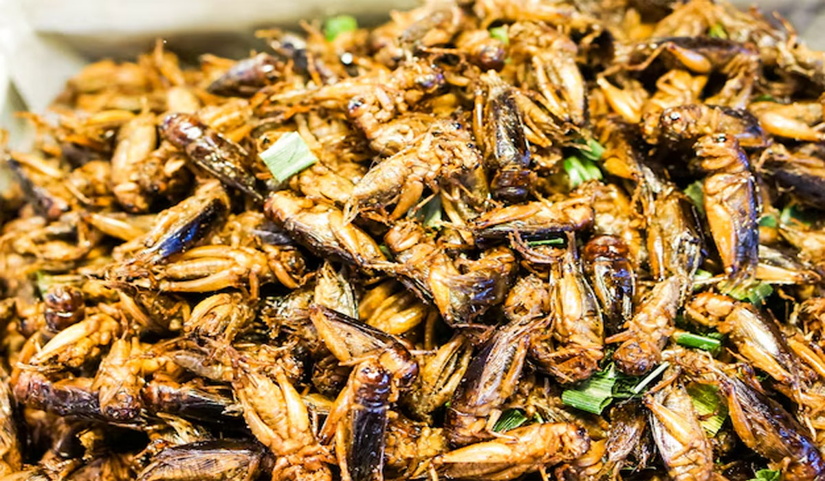 Wajib Coba! Trik Goreng Serangga Supaya Renyah dan Gurih Sekali Wajib Coba! Trik Goreng Serangga Supaya Renyah dan Gurih Sekali